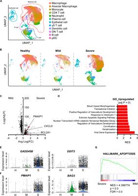 Re-analysis of Single Cell Transcriptome Reveals That the NR3C1-CXCL8-Neutrophil Axis Determines the Severity of COVID-19